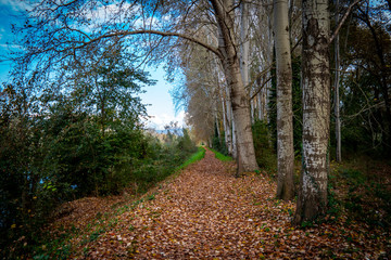 Obraz premium Tuscany, autumn in the forest
