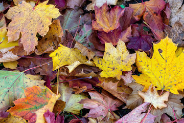 Colorful fallen leaves lying on the ground in the park, beautiful autumn outdoor background, selective focus