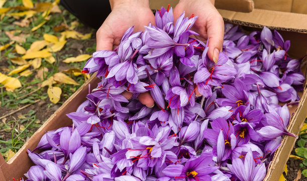 Harvest saffron flower. After collection. Handful.