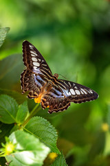 Papillon Parthenos sylvia ou le Voilier sur une feuille