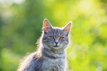 Naklejka na ściany i meble Siberian cat sitting in the garden in summer