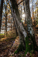 Herbststimmung im Wald