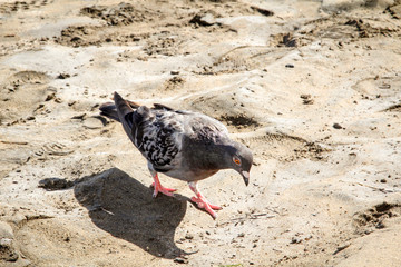 Taube, Tauben am Strand