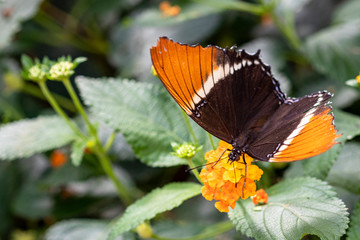 Papillon femelle Danaid Eggfly. Hypolimnas misippus sur une fleur	