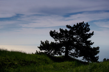 Fototapeta premium Pine on the slope of the Crimean mountains. Ai-Petri, Crimea