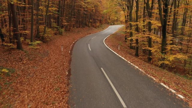 4K aerial view flying low over empty curvy asphalt country road in autumn colored wood with leaves on the ground