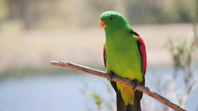 17% slow motion shot of a red-winged parrot perched on a branch in new south wales, australia