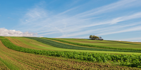 Fototapeta na wymiar Herbstlandschaft mit Felder im Burgenland (A)