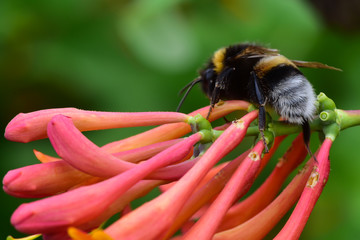 Bumblebee collects nectar from red flowers of honeysuckle (Lonicera caprifolium)