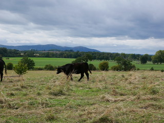 Cow in front of mountain