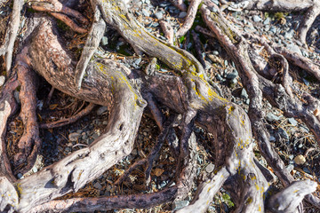 texture of pine tree roots in a forest