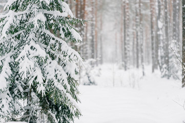 Fabulous magic fairy tale winter forest. Beautiful picturesque wintertime wild nature landscape....