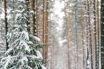Fabulous magic fairy tale winter forest. Beautiful picturesque wintertime wild nature landscape....
