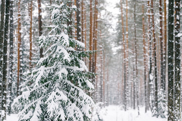 Fabulous magic fairy tale winter forest. Beautiful picturesque wintertime wild nature landscape. Trees covered with snow. Fantasy cold deserted frosty xmas wood.  Dramatic scenic snowfall. Environment