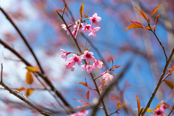 Prunus cerasoides, pink flowers with blue sky It blooms in January and February each year.