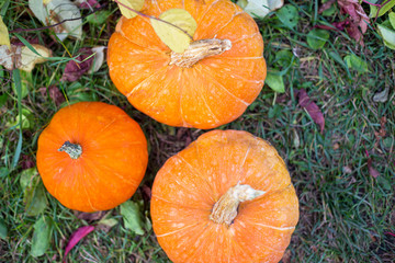 orange pumpkins growing in the vegetable garden