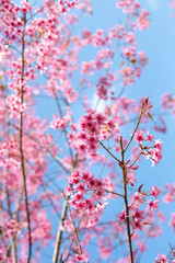 Fototapeta na wymiar Prunus cerasoides, pink flowers with blue sky It blooms in January and February each year.