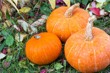orange pumpkins growing in the vegetable garden