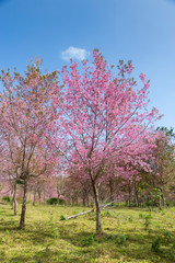 Prunus cerasoides, pink flowers with blue sky It blooms in January and February each year.