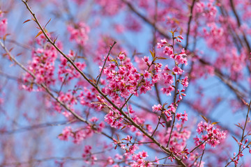 Prunus cerasoides, pink flowers with blue sky It blooms in January and February each year.