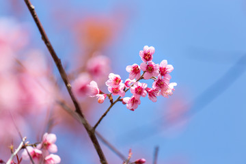 Prunus cerasoides, pink flowers with blue sky It blooms in January and February each year.