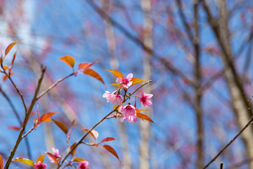 Prunus cerasoides, pink flowers with blue sky It blooms in January and February each year.