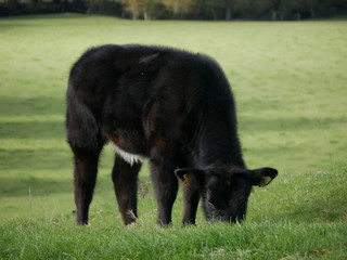 Young Cattle Grazing
