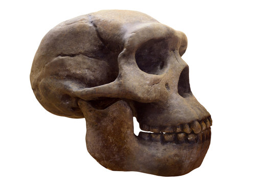 Neandertalerschädel, q.