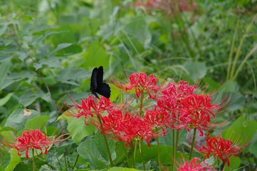 Fototapeta premium クロアゲハと彼岸花