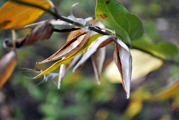 Soft yellow dry leaves on stem, dark green background bokeh