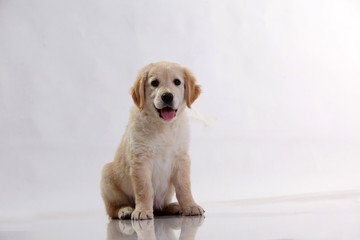 Golden retriever puppy dog