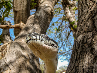 Naklejka premium Python in a tree