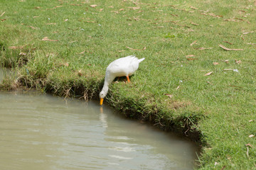 Duck bent to eat water at the riverbank.