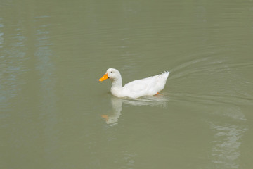 One white duck swimming in pond. White duck floating in water.