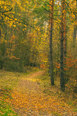 yellow orange green autumn forest