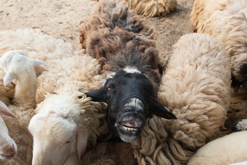 Black sheep in white sheep herd. Funny face of black sheep.