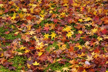 落ち紅葉