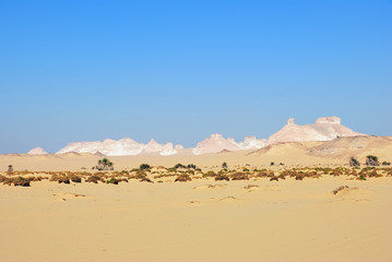 Landscape of the Western desert Sahara, Egypt