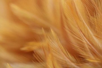 Blur Bird chickens feather texture for background, Fantasy, Abstract, soft color of art design.