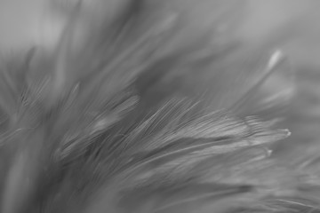 Blur Bird chickens feather texture for background, Fantasy, Abstract, soft color of art design.