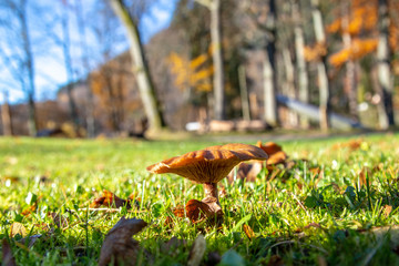 Mushrooms in the morning