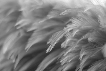 Blur Bird chickens feather texture for background, Fantasy, Abstract, soft color of art design.