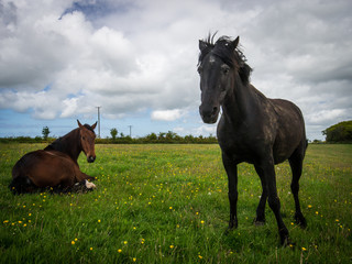 Obraz premium Horses In a Field