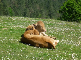 Veaux au repos