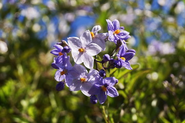 Obraz premium Potato Vine Flower Solanum jasminoides