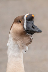 Goose with a Brown Head and a Black Bill - Portrait