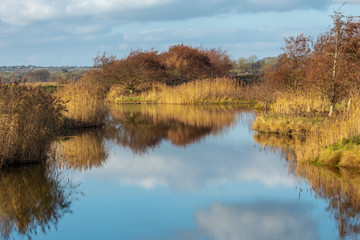 Clouds and Reeds Reflected on a Still Lake