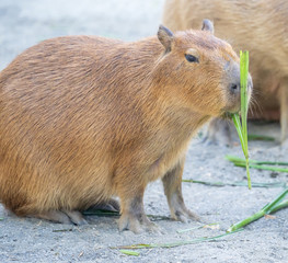 Cute Capybara (biggest mouse) eating and sleepy rest in the zoo, Tainan, Taiwan, close up shot