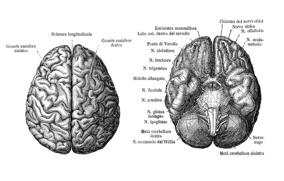 Vintage illustration of anatomy, brain upper and from below view, anatomical descriptions in italian