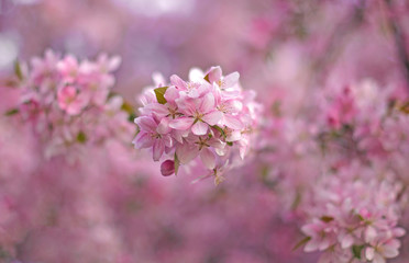 Fototapeta premium pink flowers in spring
